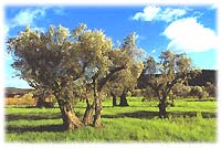 Oliviers près de Clermont l'Hérault