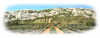 Oliviers de la plaine Marguerite (Alpilles)